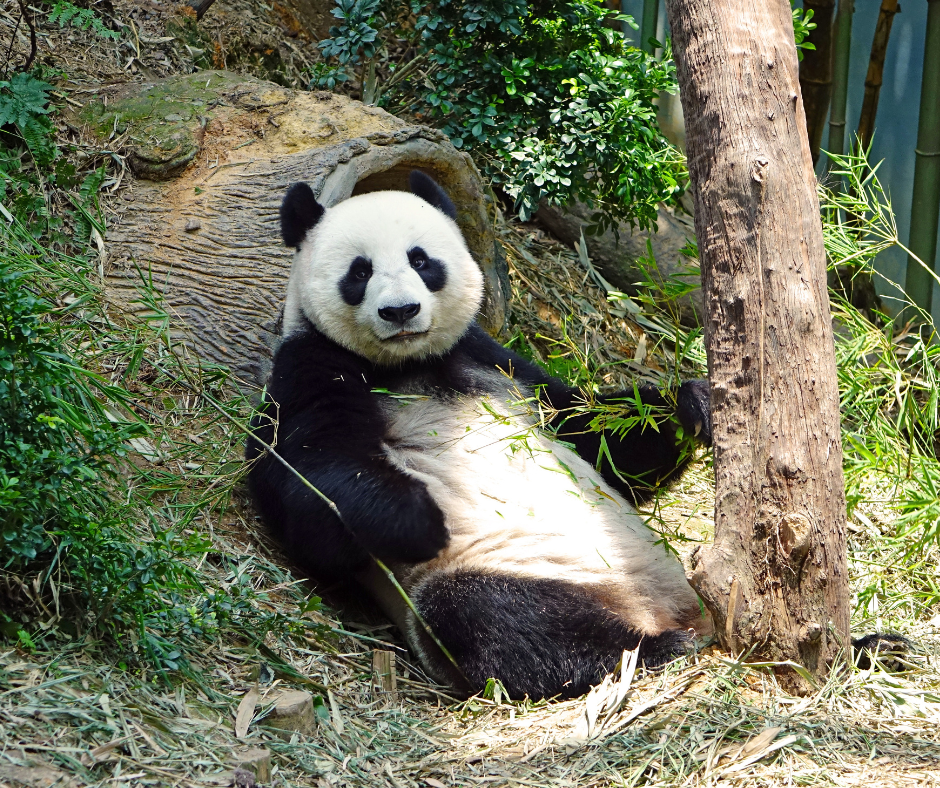 Giant panda relaxing in natural habitat.