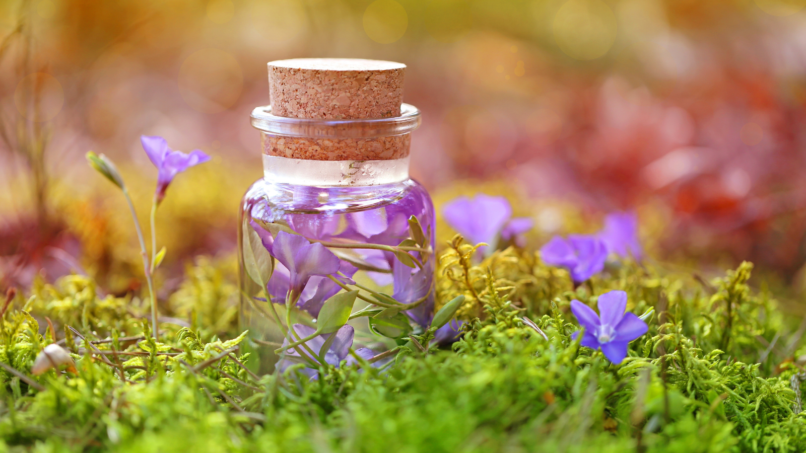 Glass jar with violet flowers in sunlight.