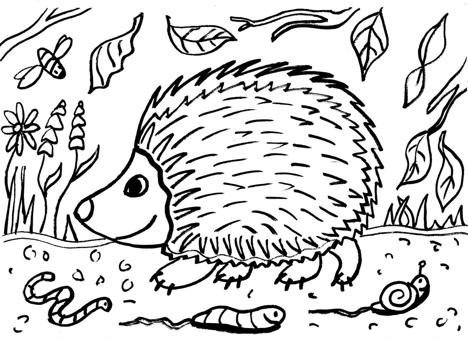 Hedgehog Colouring Sheet Lesson Planned A Marketplace For Teaching
