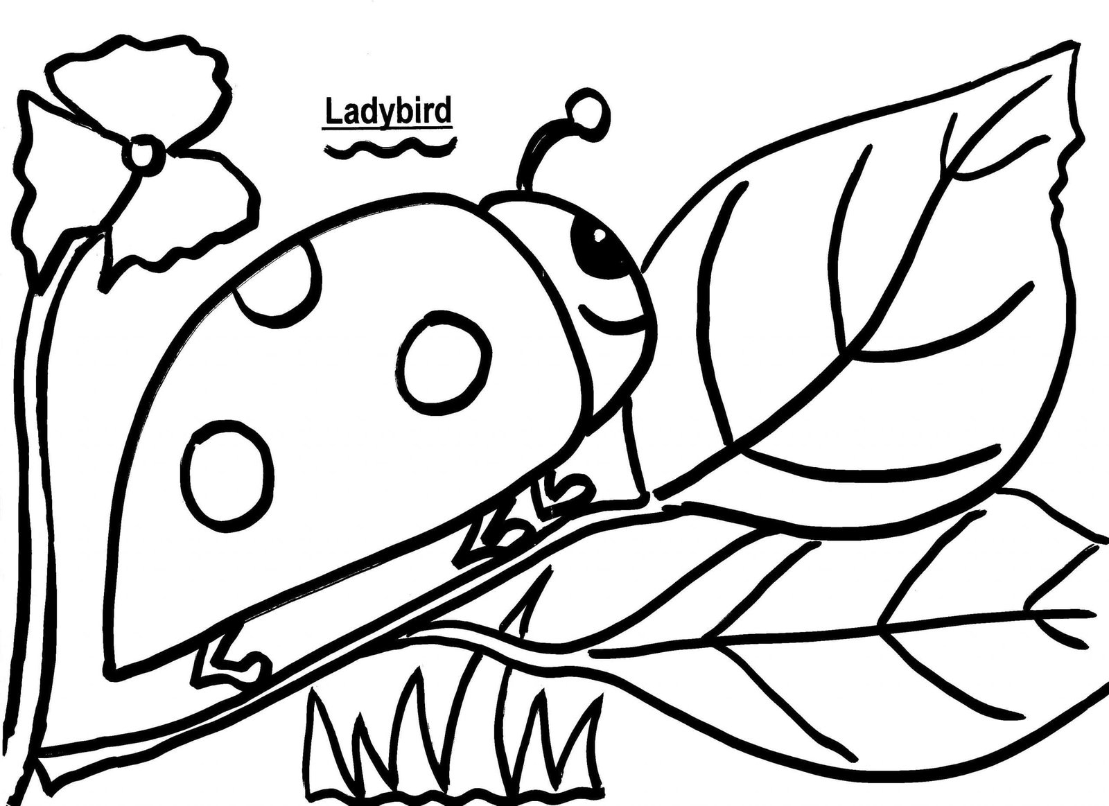 Ladybird Colouring Sheet – Free and Premium Teaching Resources