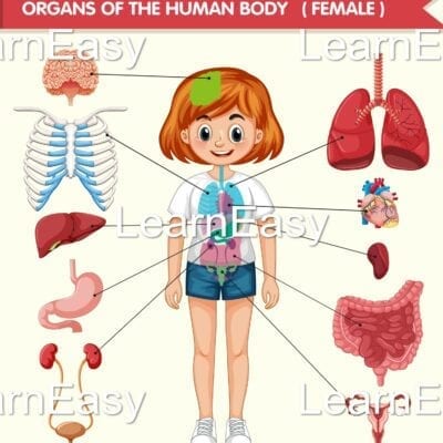 Human Body Anatomy Bundle: 30 Image Sets for Commercial and Personal Use