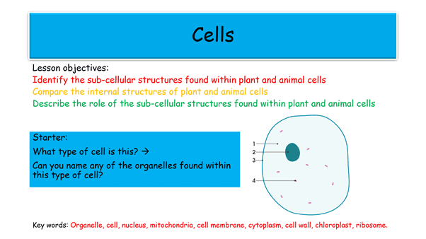 Educational slide on cell structures and functions.