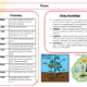 Educational diagram explaining plant vocabulary and facts.