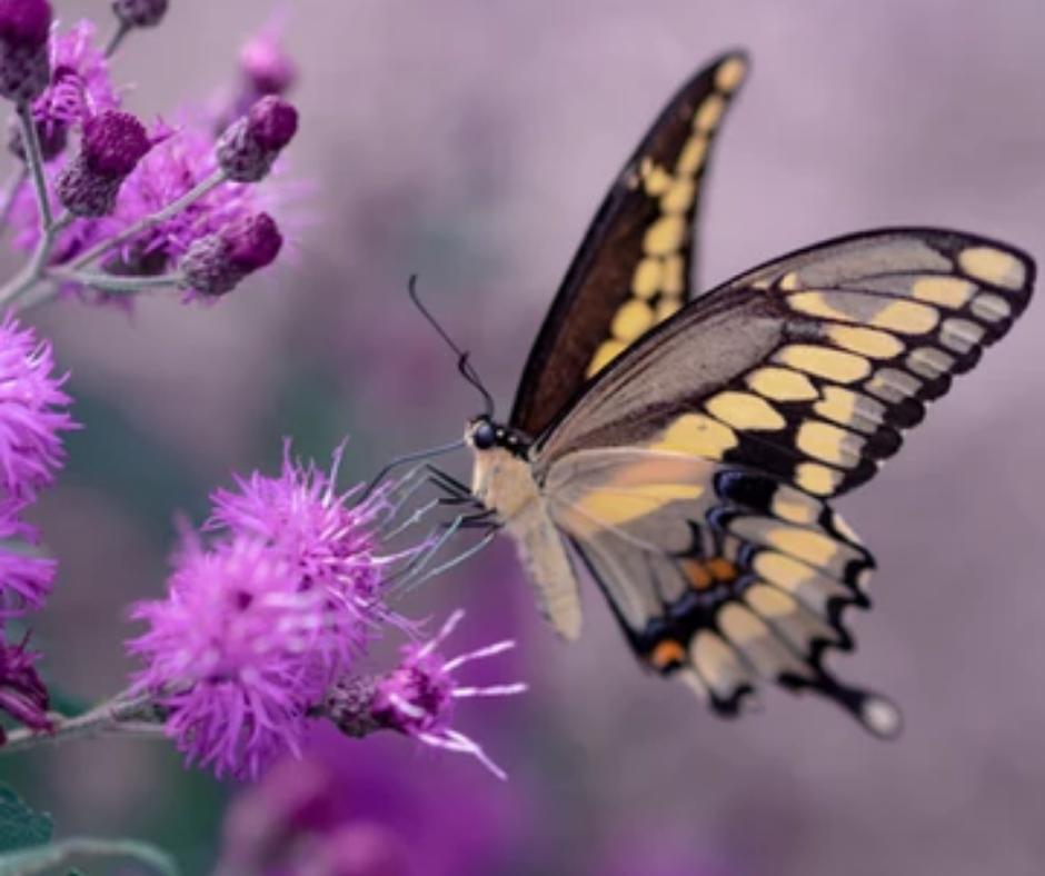 Swallowtail butterfly on purple thistle flowers.