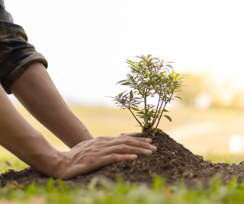 Person planting tree in soil outdoors