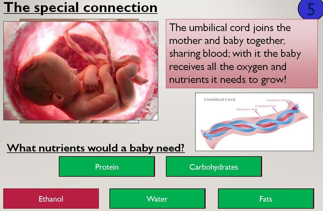 Educational diagram explaining a baby's umbilical cord and nutrition.