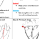 Educational heart dissection guide with illustrations and instructions.