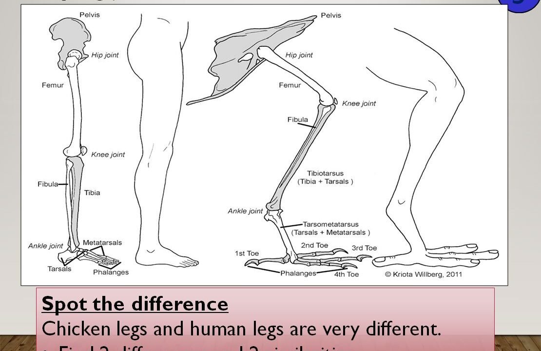 Anatomy comparison of human and chicken legs.