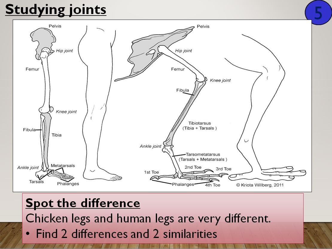 Anatomy comparison of human and chicken legs.