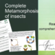 Educational slide about insect metamorphosis and reading comprehension.