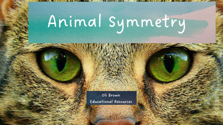 Engaging Half Animal Face Observational Drawing Activity