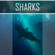 Sharks swimming underwater, educational ideas.