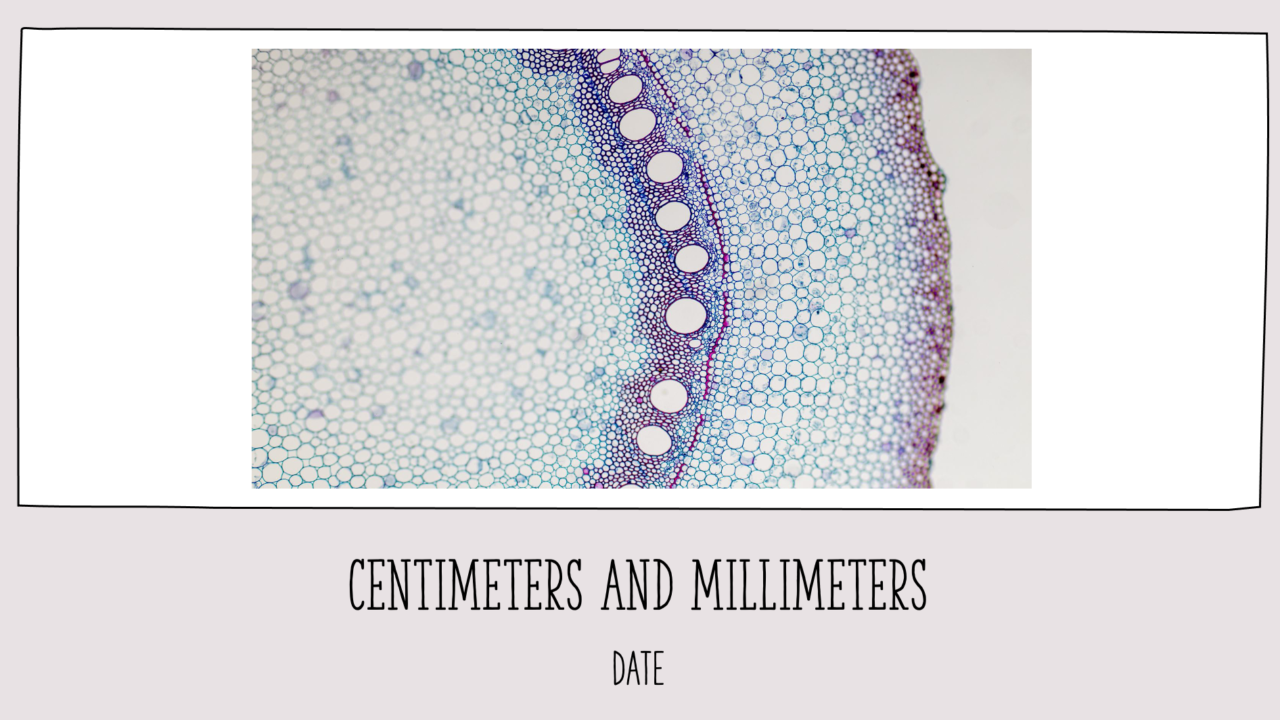 Close-up of plant stem cells