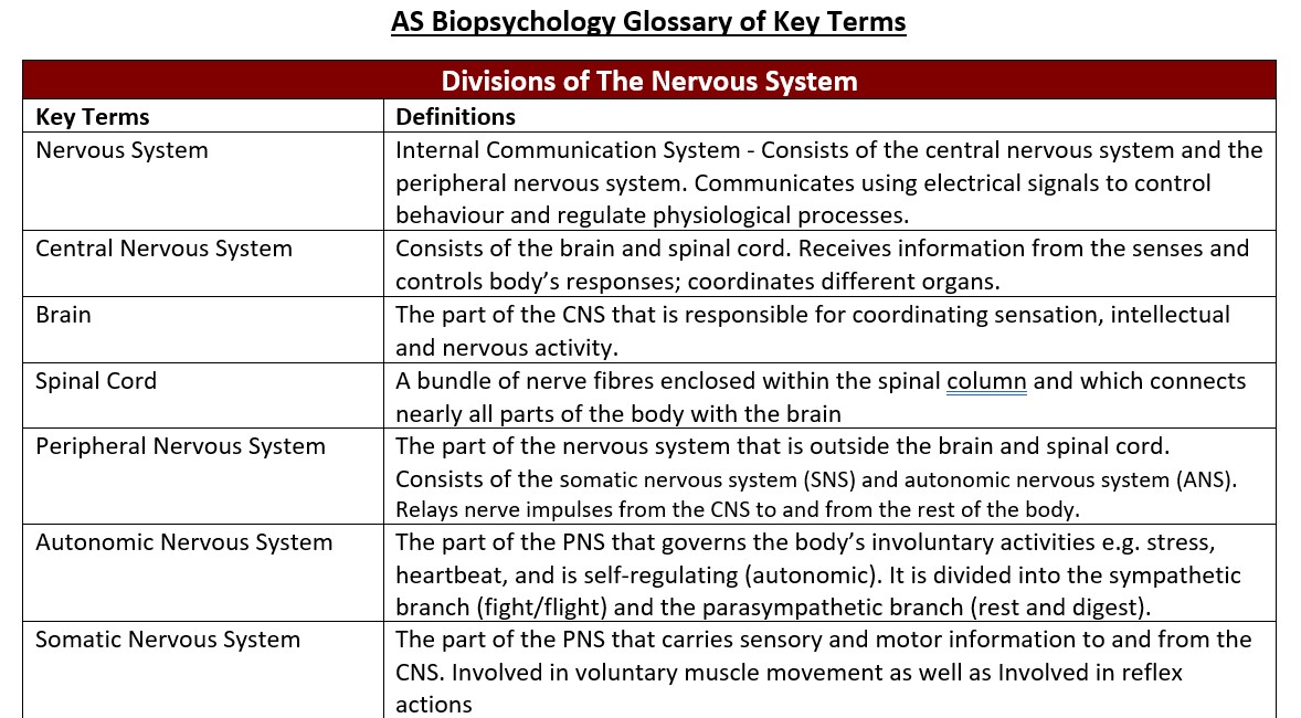 Biopsychology key terms: nervous system divisions, definitions table.