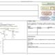 Biopsychology diagram showing nervous and endocrine systems.