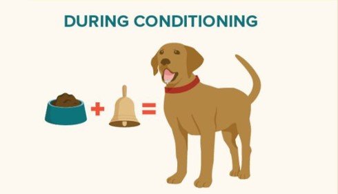 Dog training with food and bell conditioning