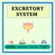 Excretory system educational resources and materials.