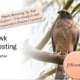 Hawk Roosting analysis and lessons by Ted Hughes