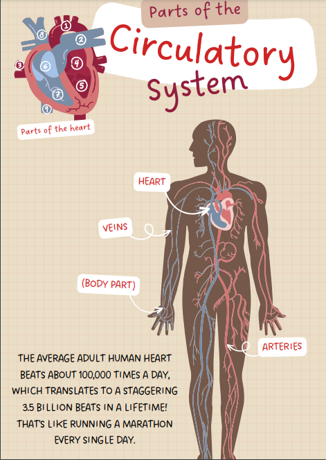 Diagram illustrating parts of the circulatory system.