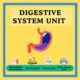 Digestive system unit educational resources