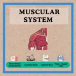 Engaging Muscular System Bundle for Schools