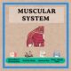 Muscular system study resources: presentation, book, key, files.