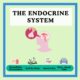 Endocrine system educational resources available for download