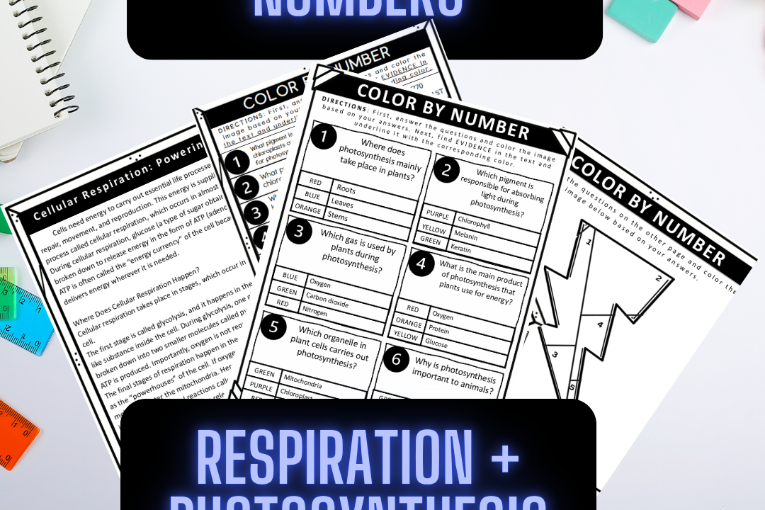 Respiration and photosynthesis educational worksheets.