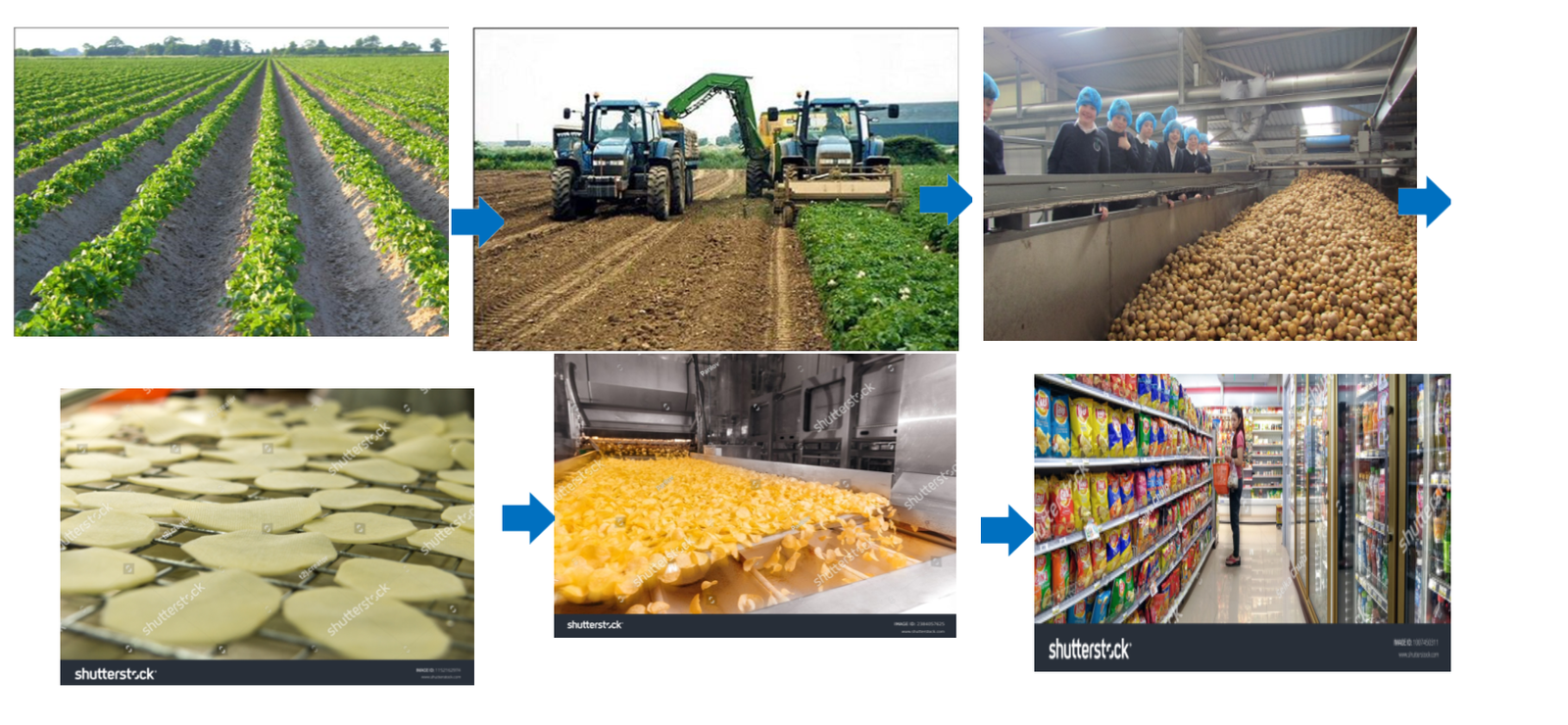 Potato crisps production process from field to store.