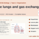 Blood and Blood Cells: AQA GCSE Biology